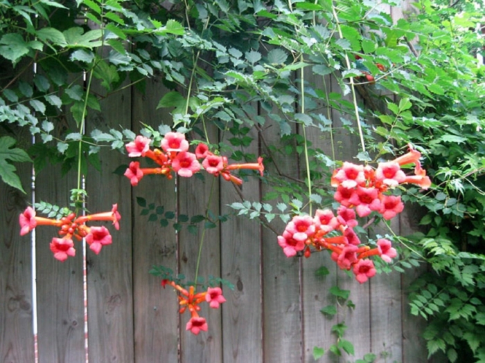 Лиана текома кампсис