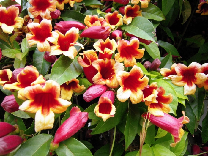 Кампсис лиана