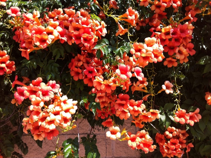 Текома кампсис