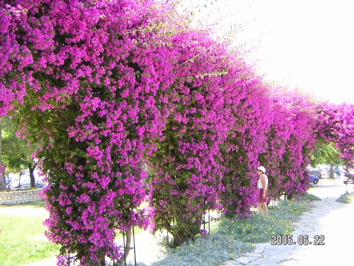 Бугенвиллия лиана уличная