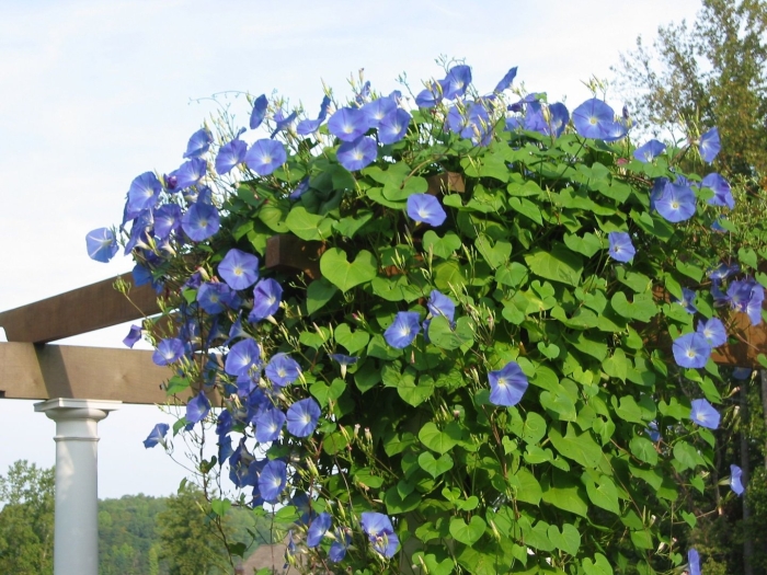 Ипомея heavenly blue