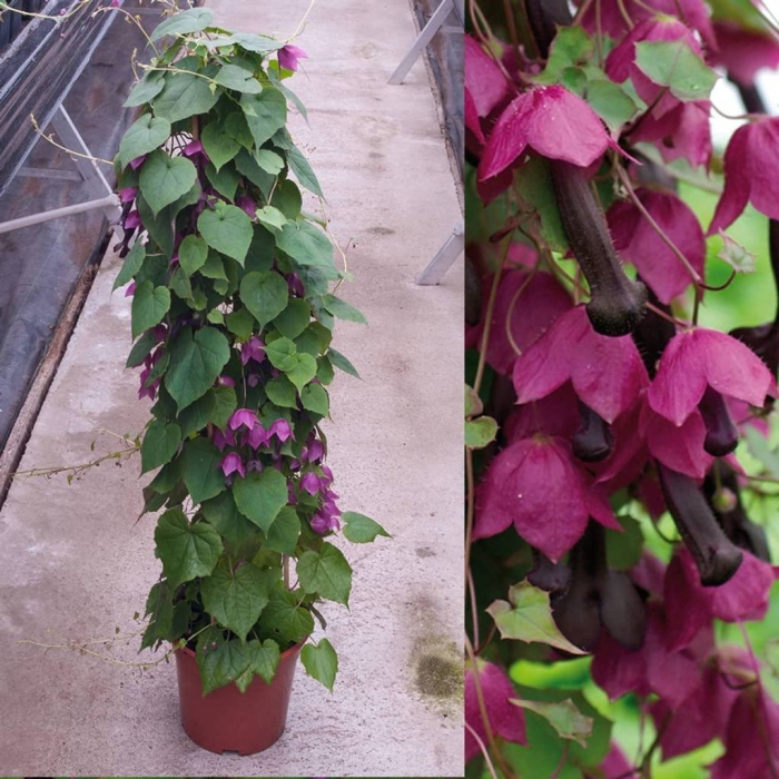 Родохитон китайские фонарики