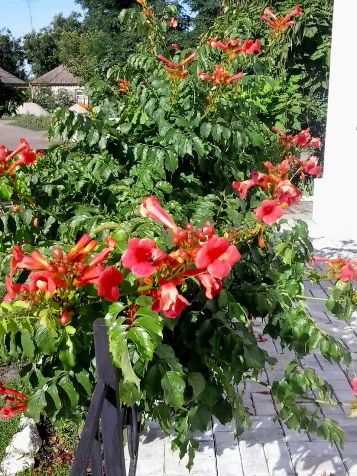 Вьюнок мина лопастная экзотическая лиана