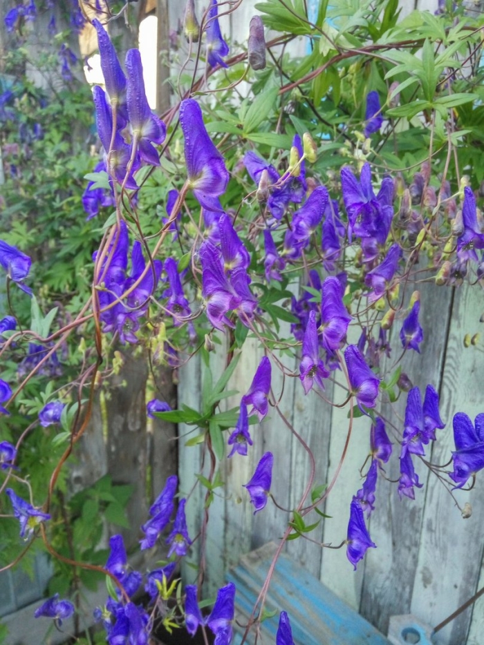 Аконит volubile