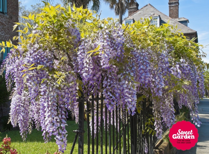 Глициния китайская альба