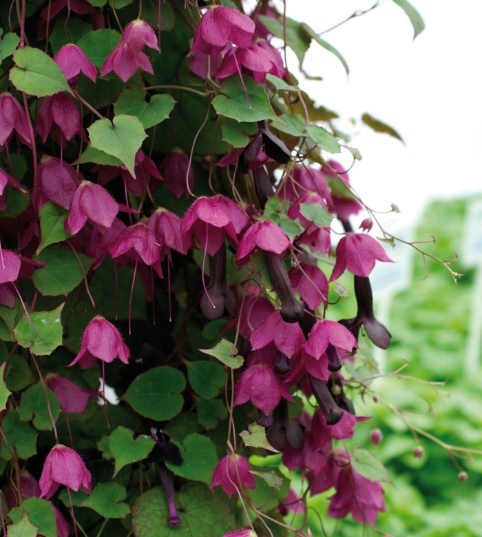 Родохитон rhodos