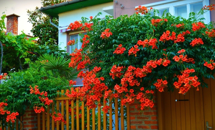 Campsis radicans