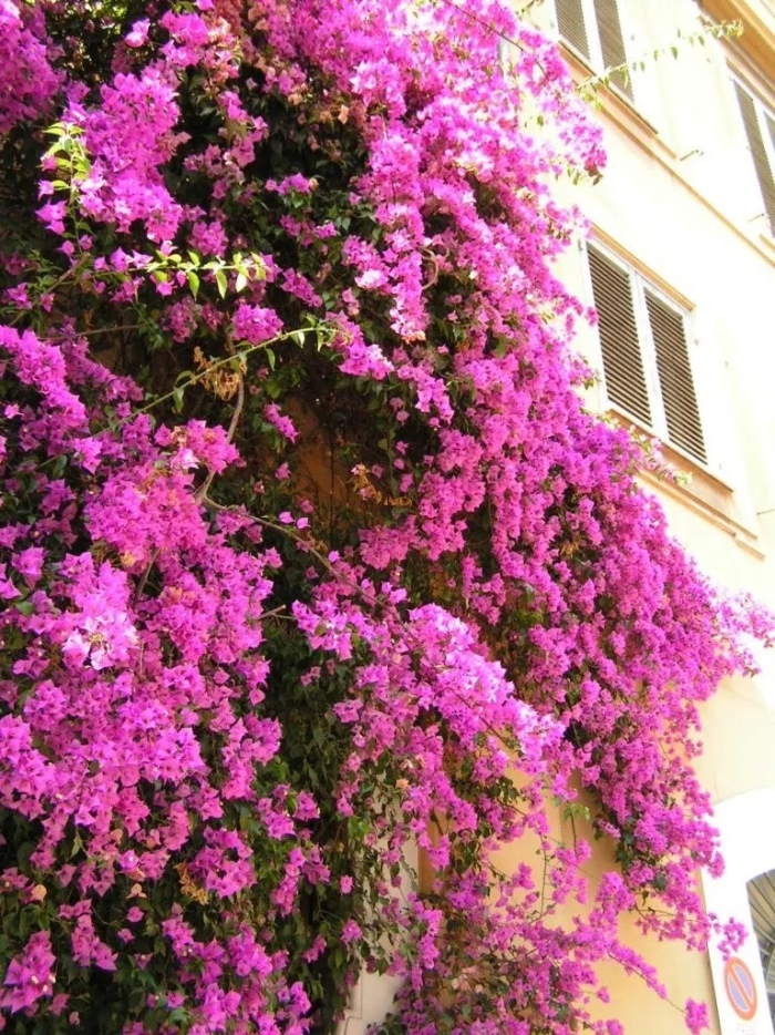 Плетистые цветы