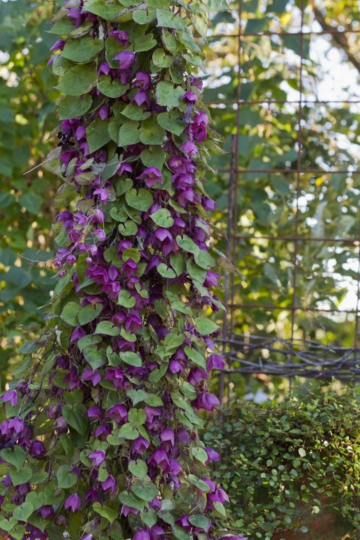 Родохитон родос