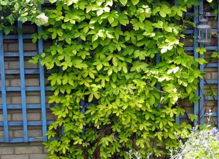 Вьющиеся растения для забора быстрорастущие