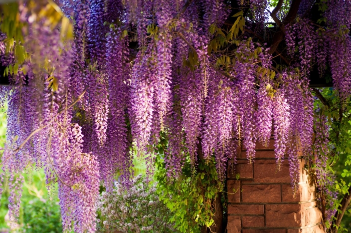 Глициния wisteria