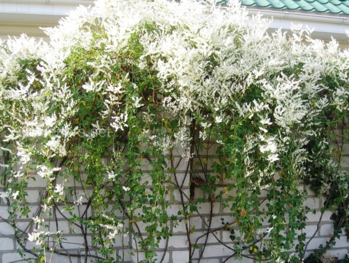 Лиана горец ауберта