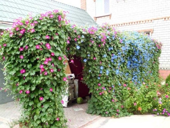 Садовая лиана ипомея