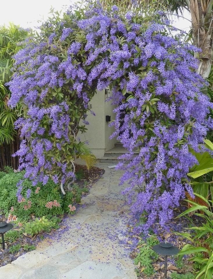 Petrea volubilis