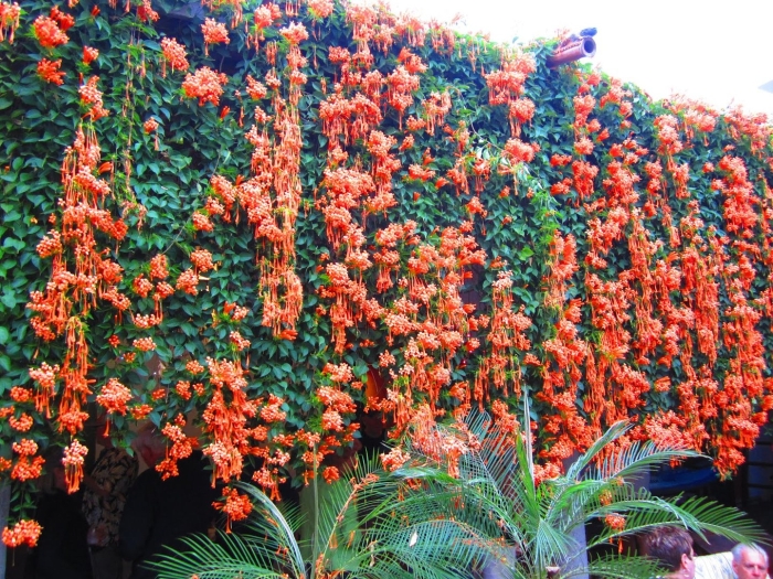 Лиана пиростегия