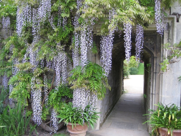 Китайская лиана глициния