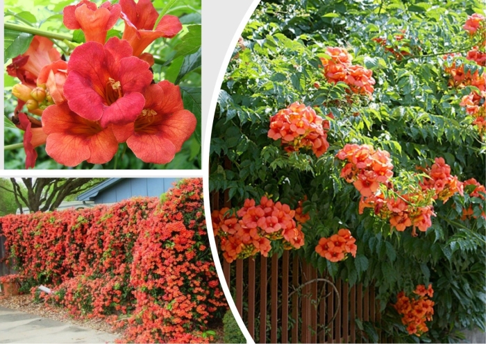 Лиана многолетняя кампсис