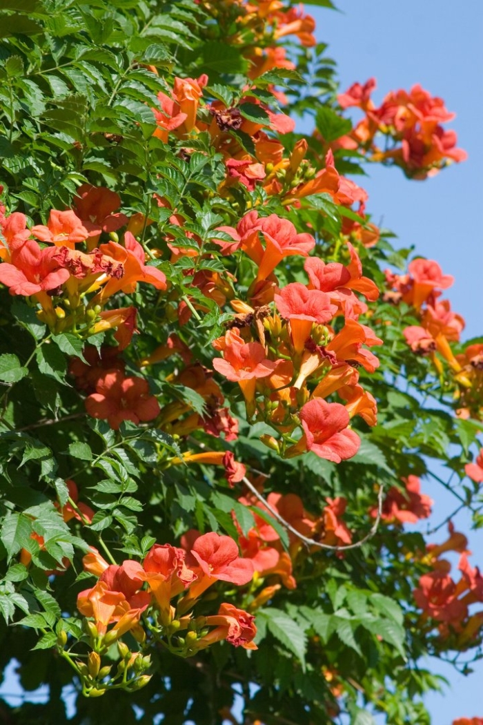 Лиана кампсис