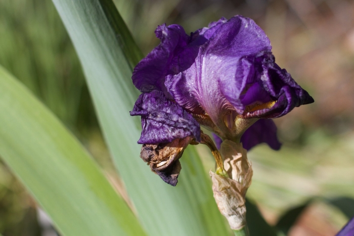 Ирис блэк черри делайт