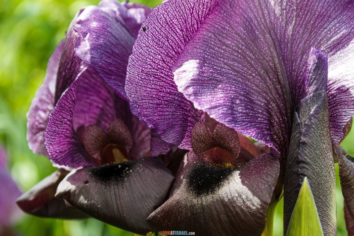 Черные ирисы