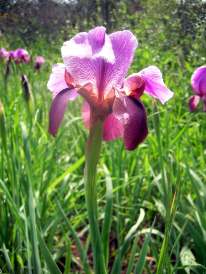 Цветок ирис