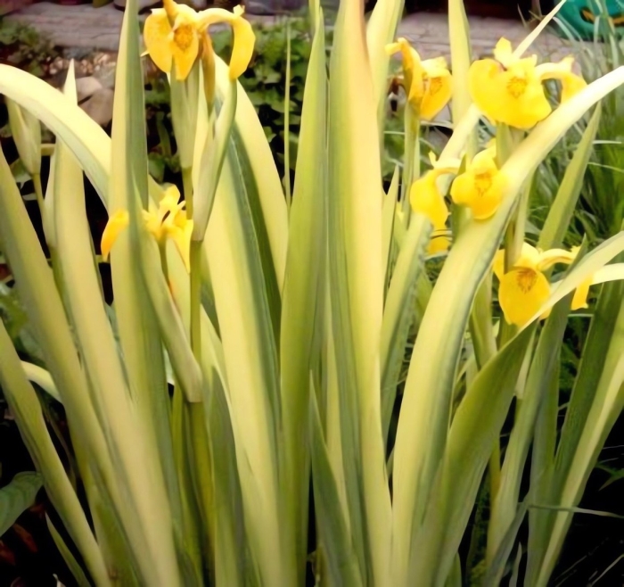 Ирис болотный вариегата