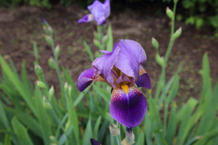 Ирис фиолетовый