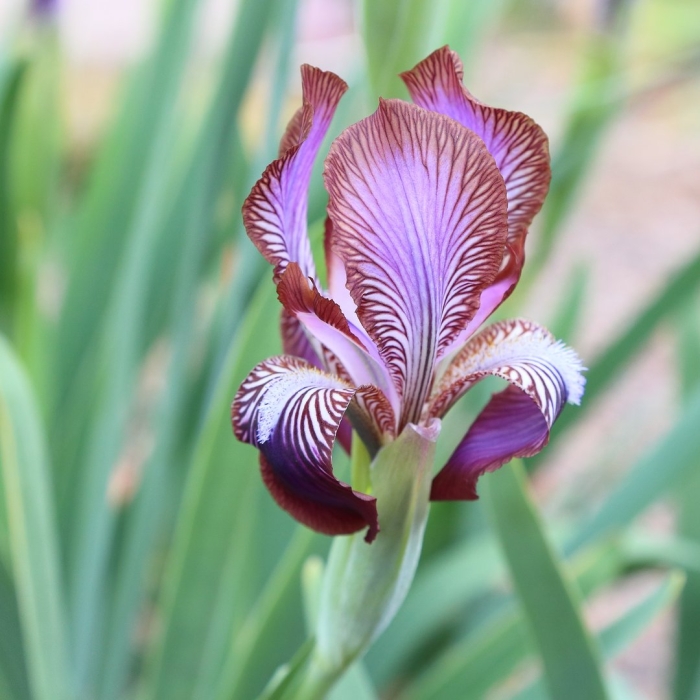 Iris stolonifera