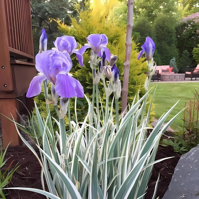 Ирис паллида вариегата