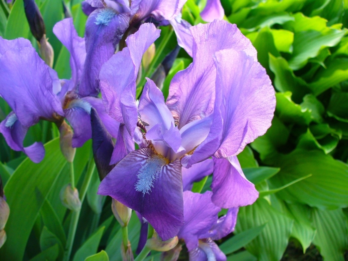 Ирис обыкновенный касатик