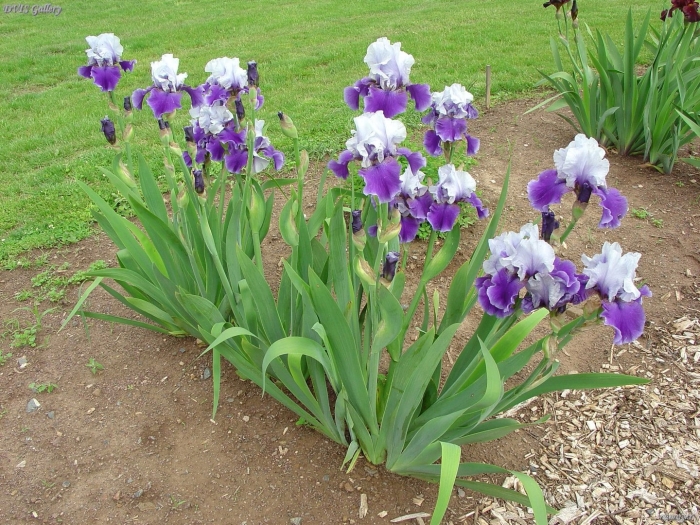Растение ирис