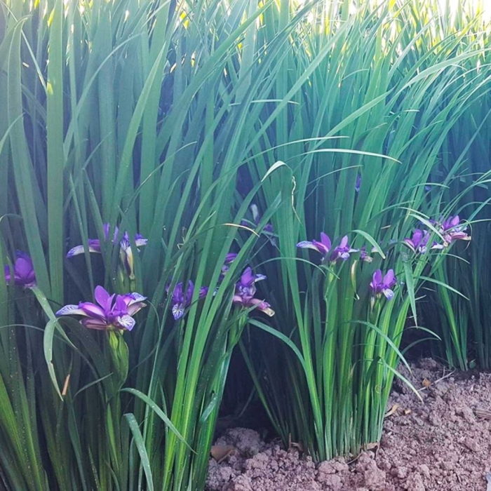 Ирис злаковидный граминея