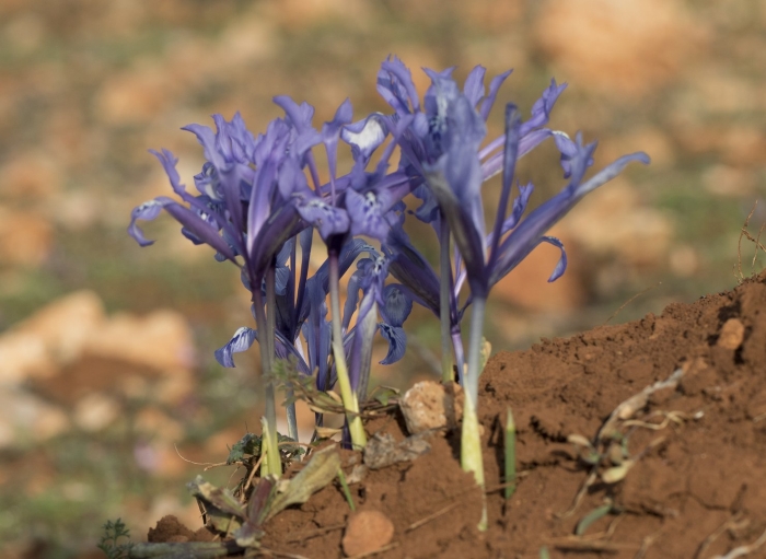 Iris reticulata