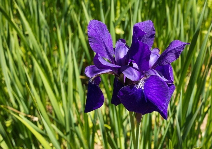 Ирис касатик сибирский