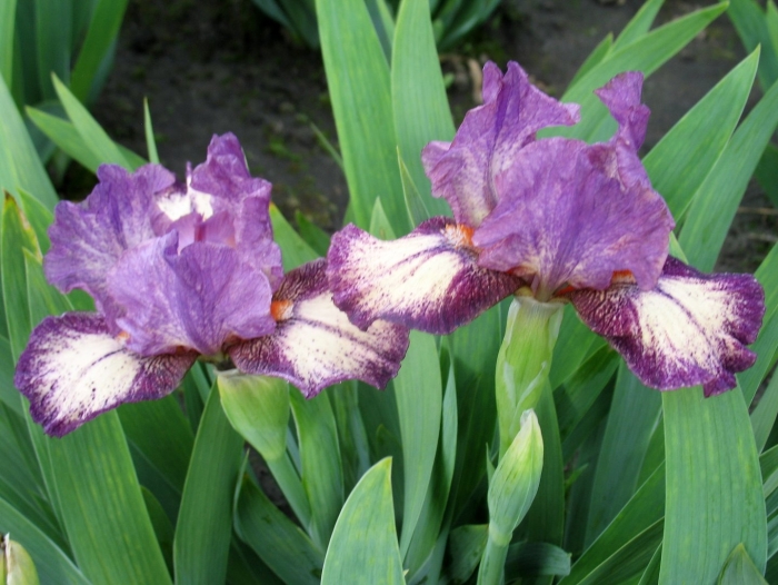 Ирис карликовый weststar