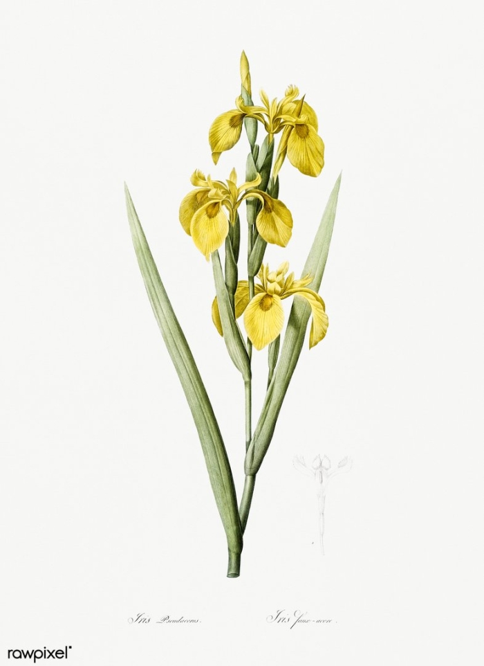 Ирис болотный желтый