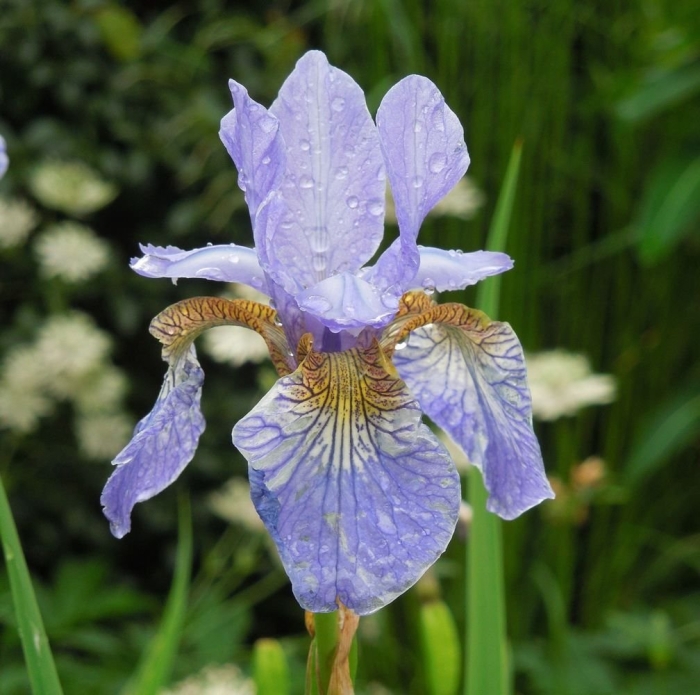 Ирис сибирский iris sibirica