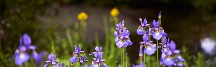 Ирисы кукушкины слезки