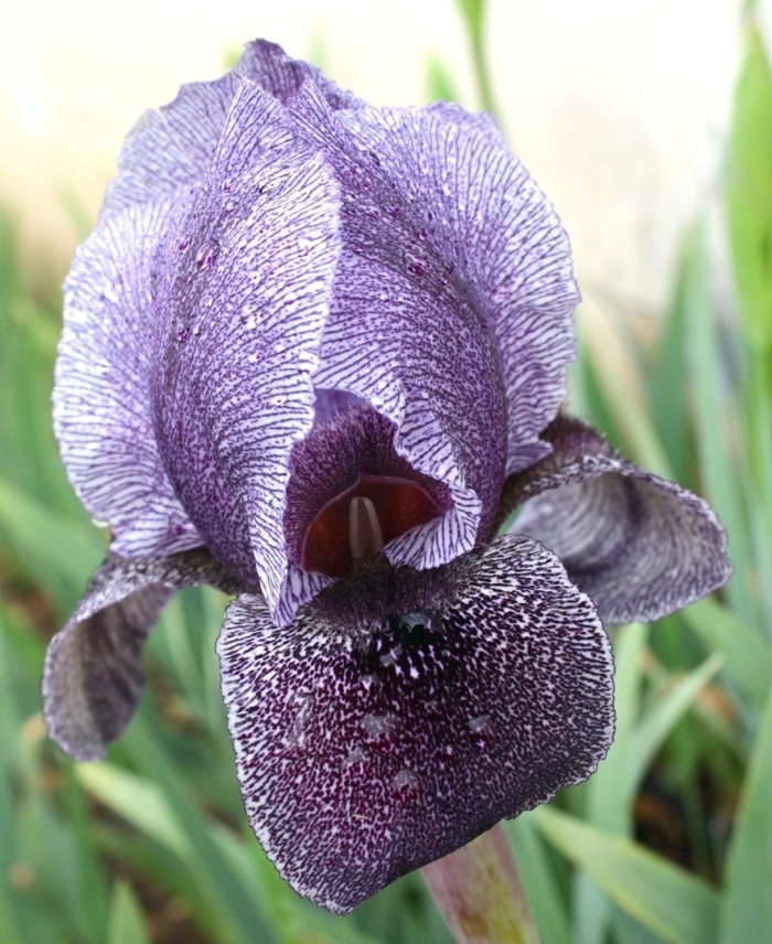 Ирис иберийский