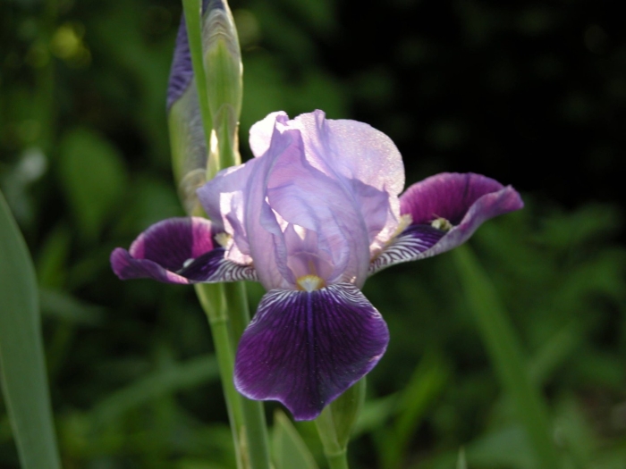 Ирис 'acropole