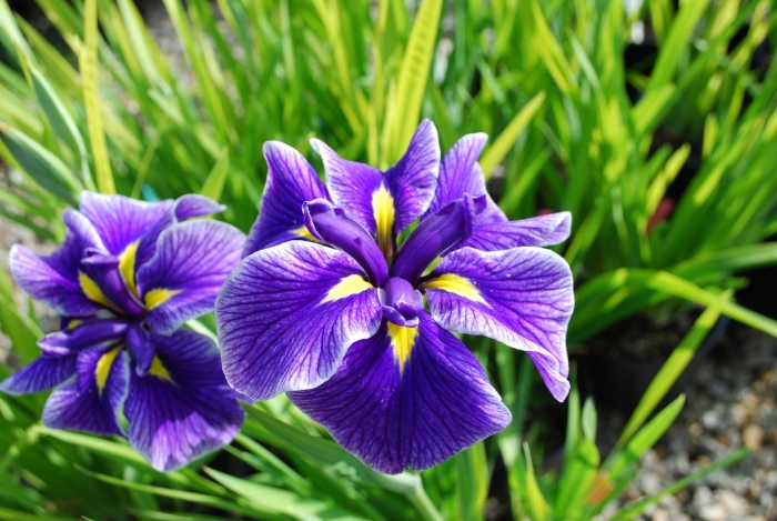 Ирис японский кристал хало