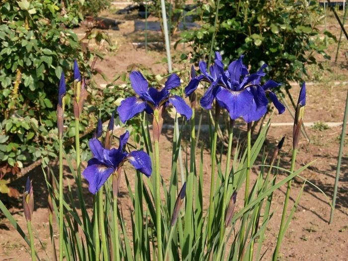 Ирис сибирский (iris sibirica) &#96;blue king&#96;