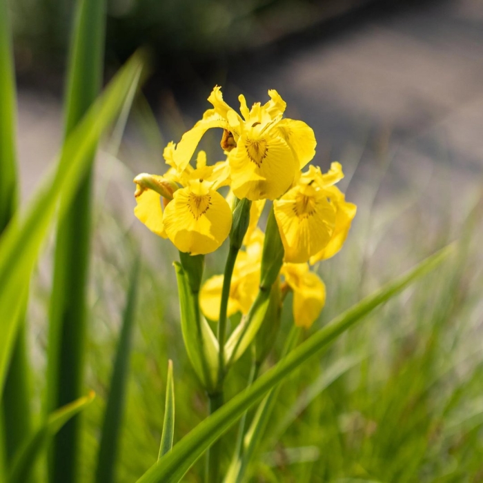 Ирис желтый болотный