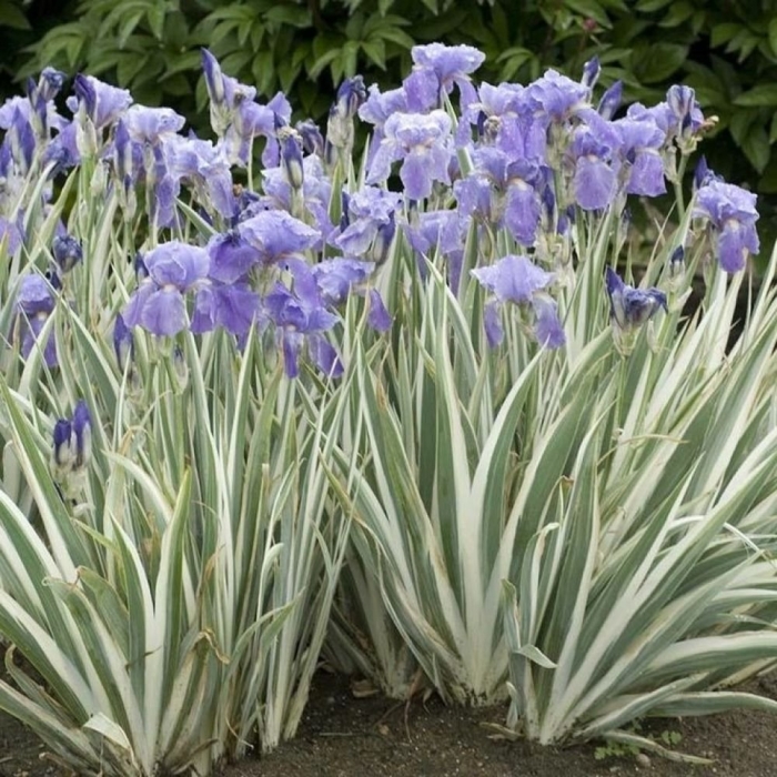 Ирис бледный вариегата