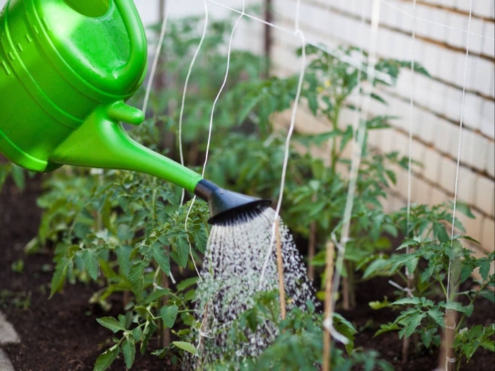 Полив томатов