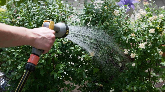 Спирея полив