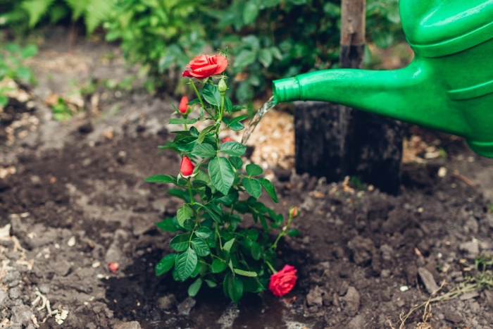 Чем подкормить розы
