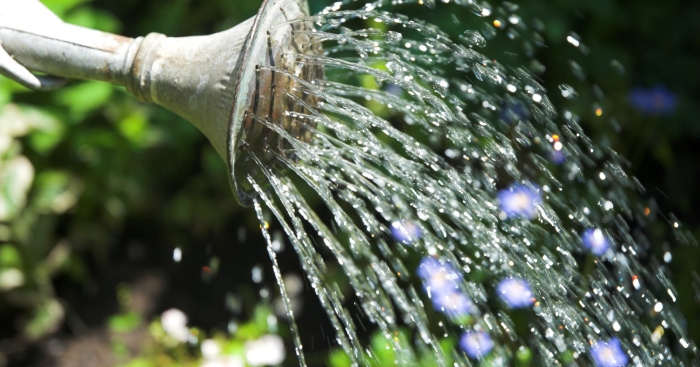 Полив лейкой