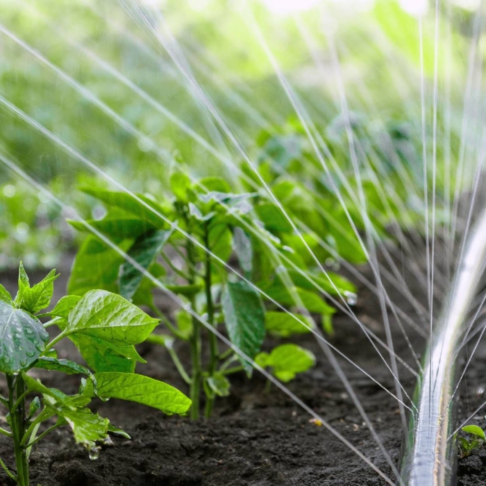 Система полива туман (golden spray)