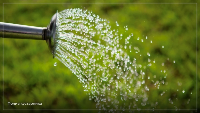 Полив лейкой